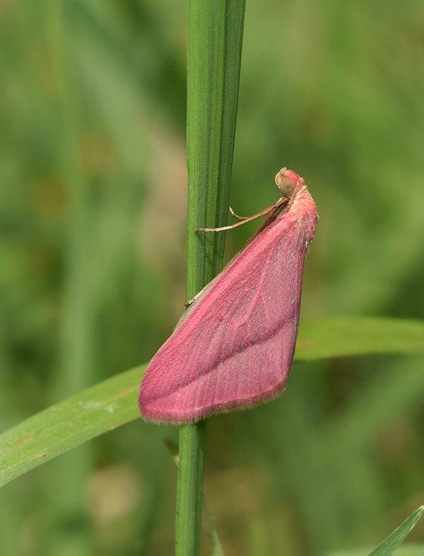 Rhodometra sacraria f. sanguinaria, Geometridae